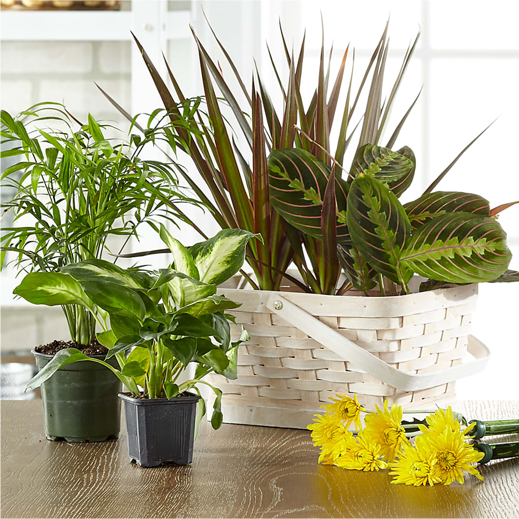 Florist Designed Blooming and Green Plants in a Basket – Luxesse Roses, Herriman UT