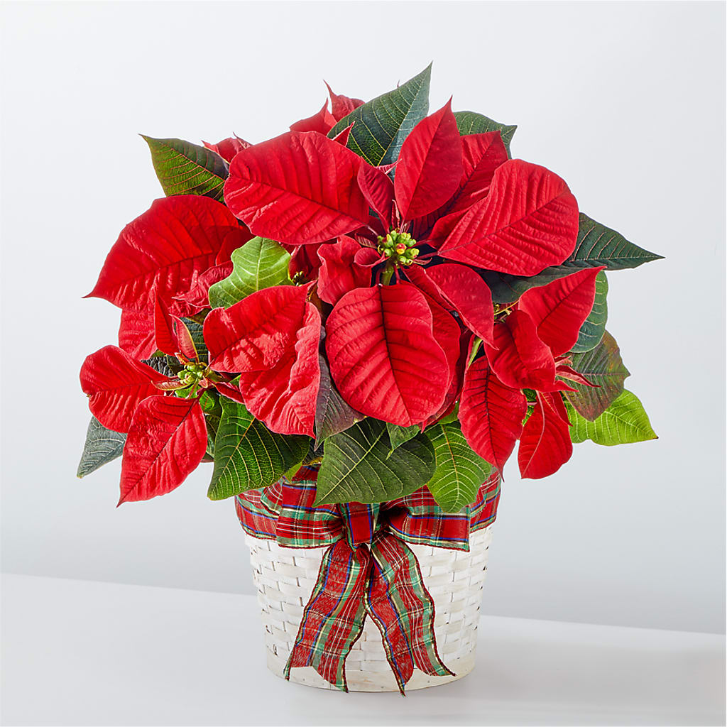 Happiest Holidays Poinsettia – Luxesse Roses, Herriman UT