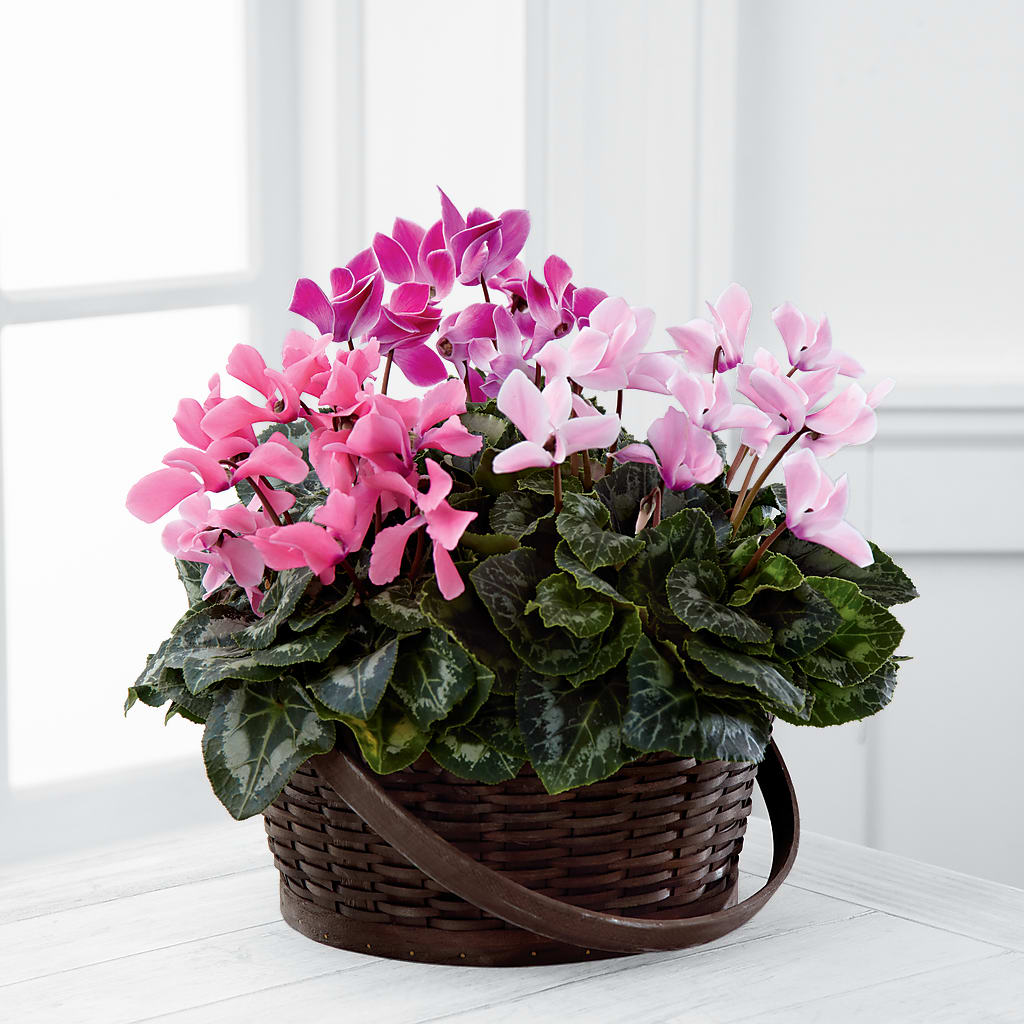 Mixed Cyclamen Planter – Luxesse Roses, Herriman UT