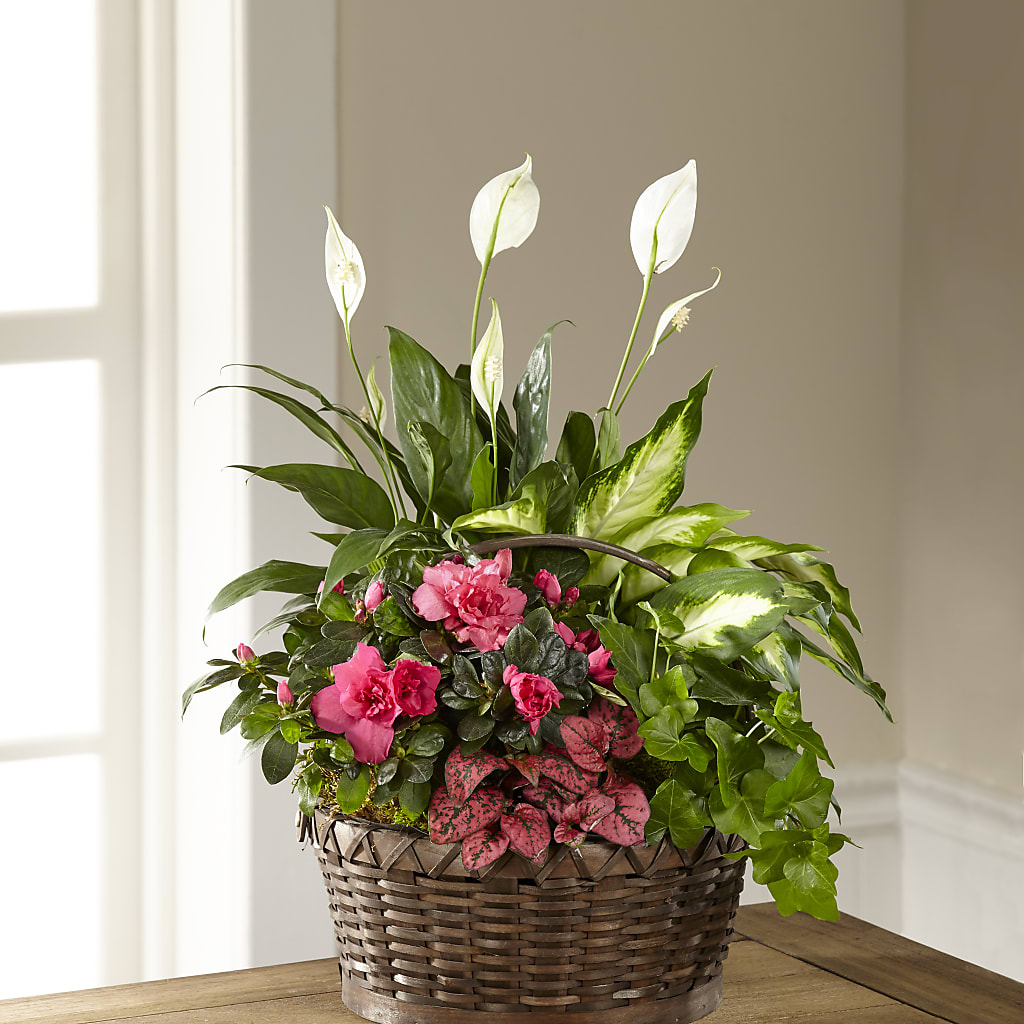 Dream in Pink Dishgarden – Luxesse Roses, Herriman UT