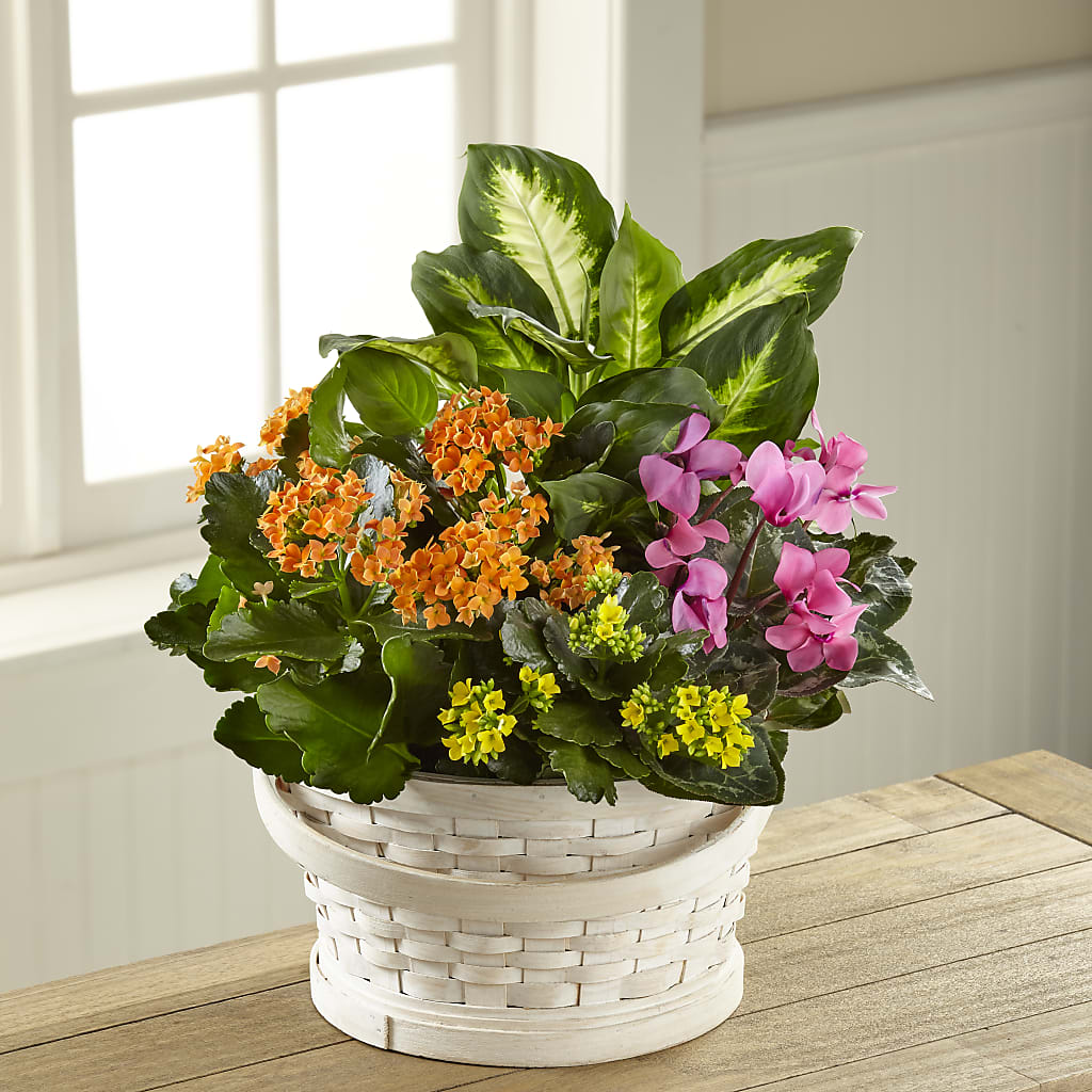Color Crush Dishgarden – Luxesse Roses, Herriman UT