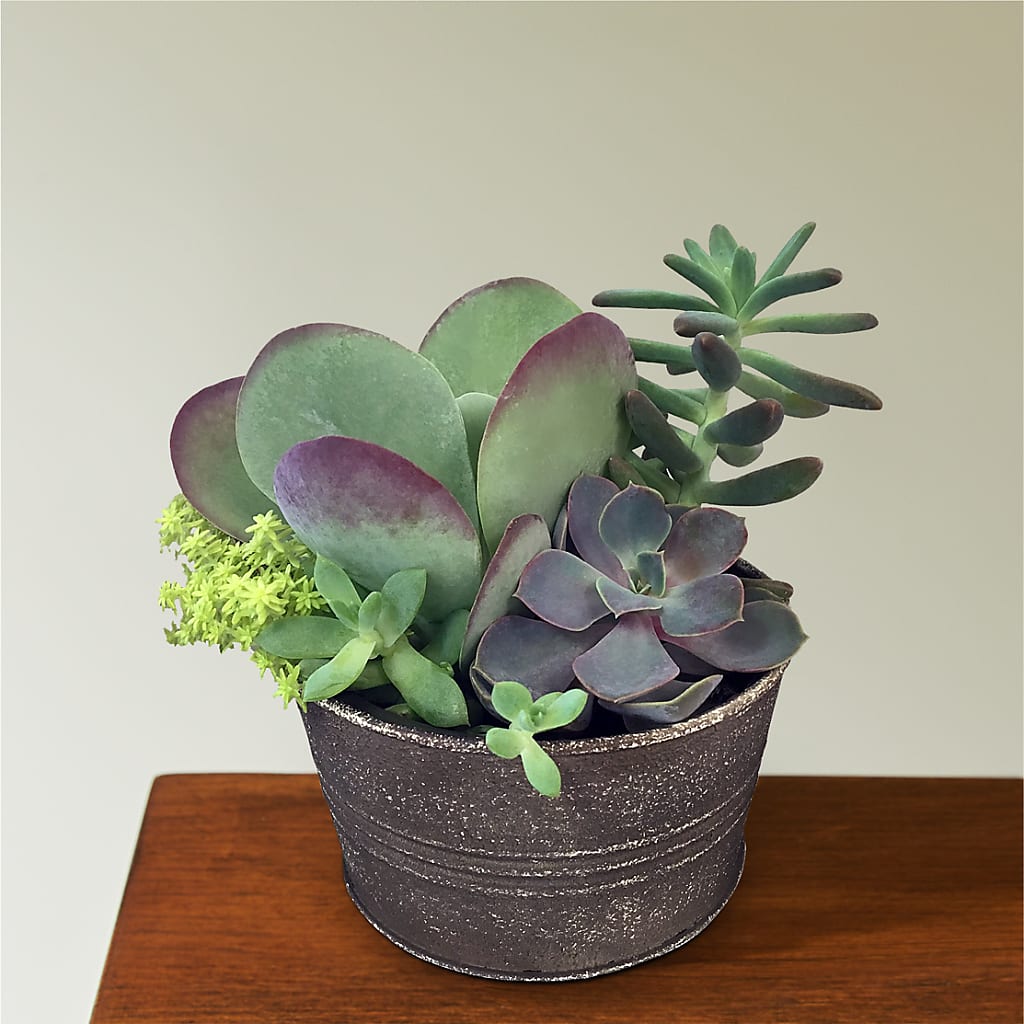 Lush Succulent Garden – Luxesse Roses, Herriman UT