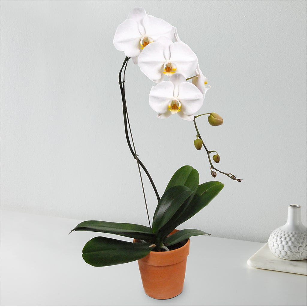 White Cascading Orchid – Luxesse Roses, Herriman UT
