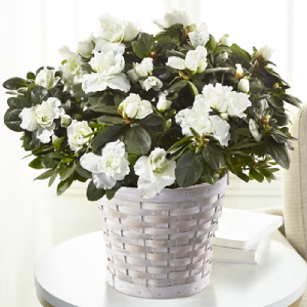 White Azalea Plant – Luxesse Roses, Herriman UT