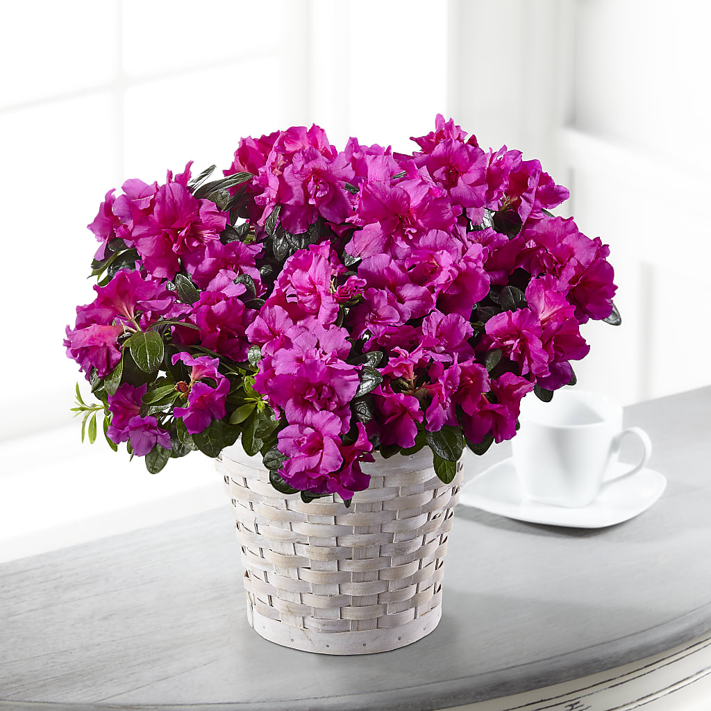 Hope & Serenity Azalea Plant – Luxesse Roses, Herriman UT