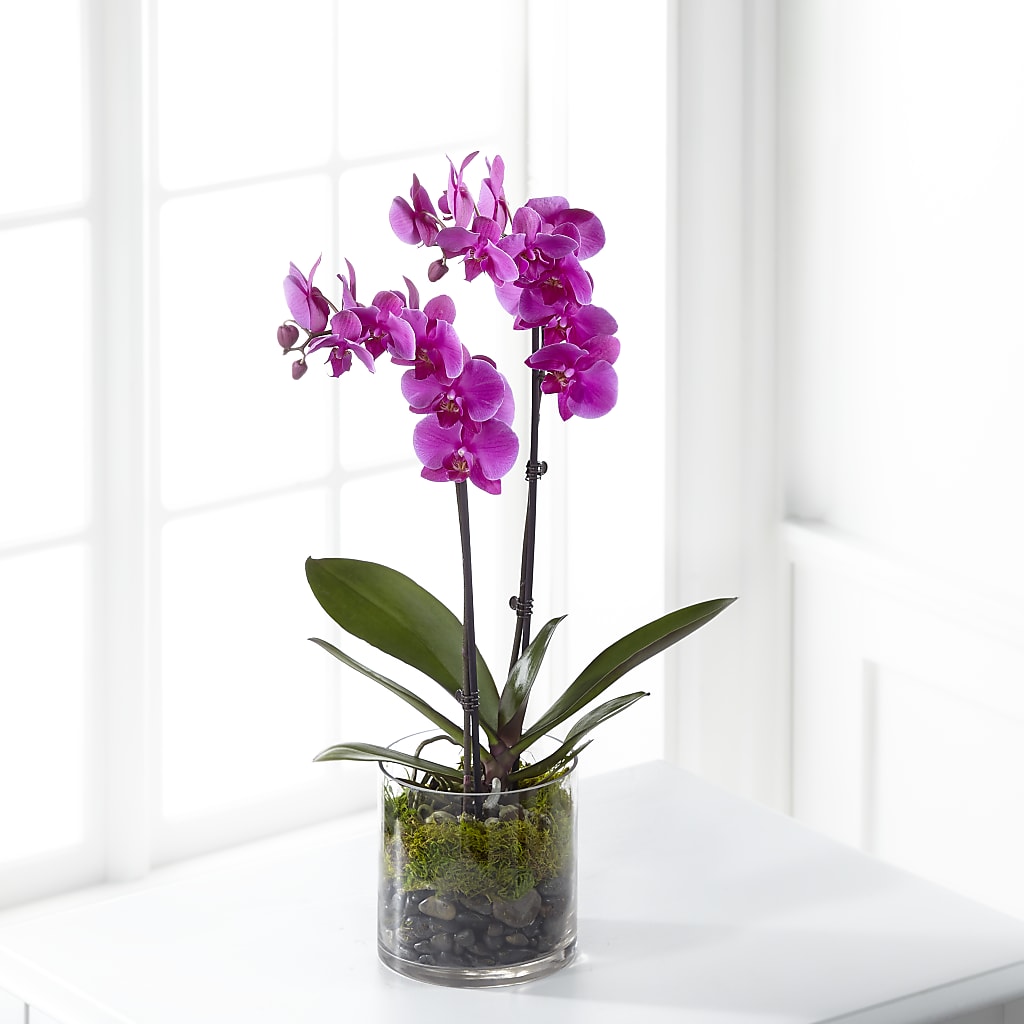 Pink Orchid Plant – Luxesse Roses, Herriman UT