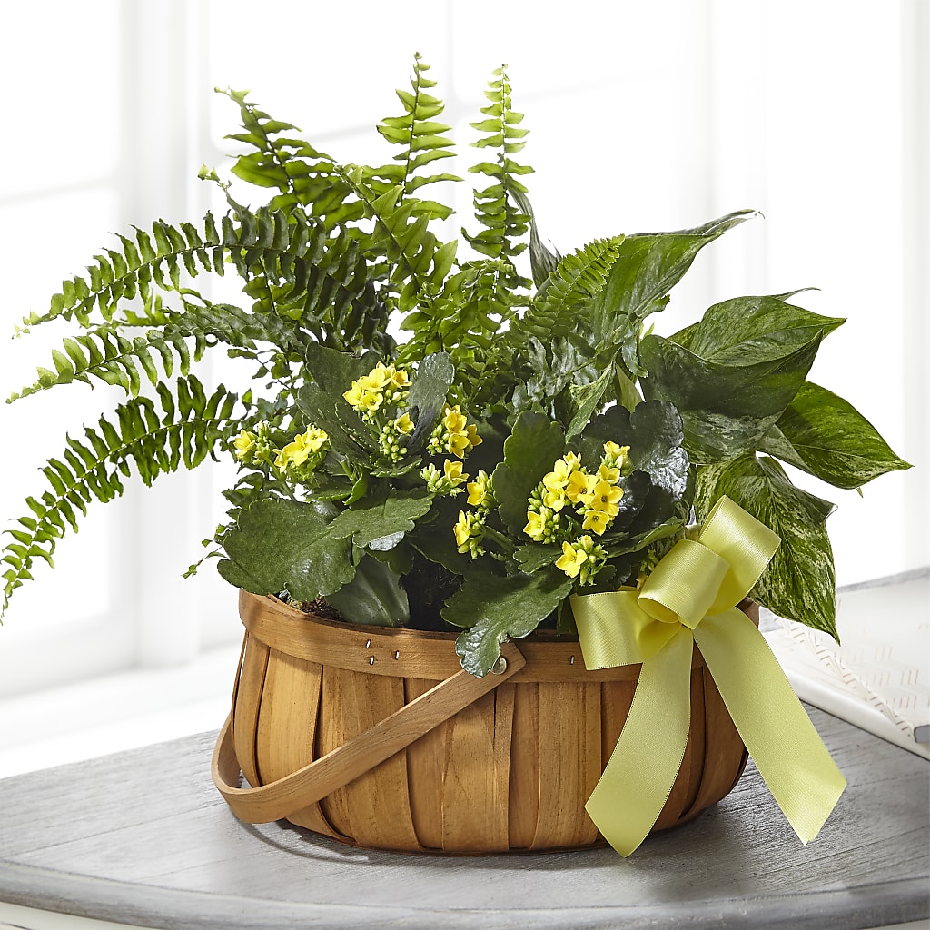 Always Dear Dishgarden – Luxesse Roses, Herriman UT
