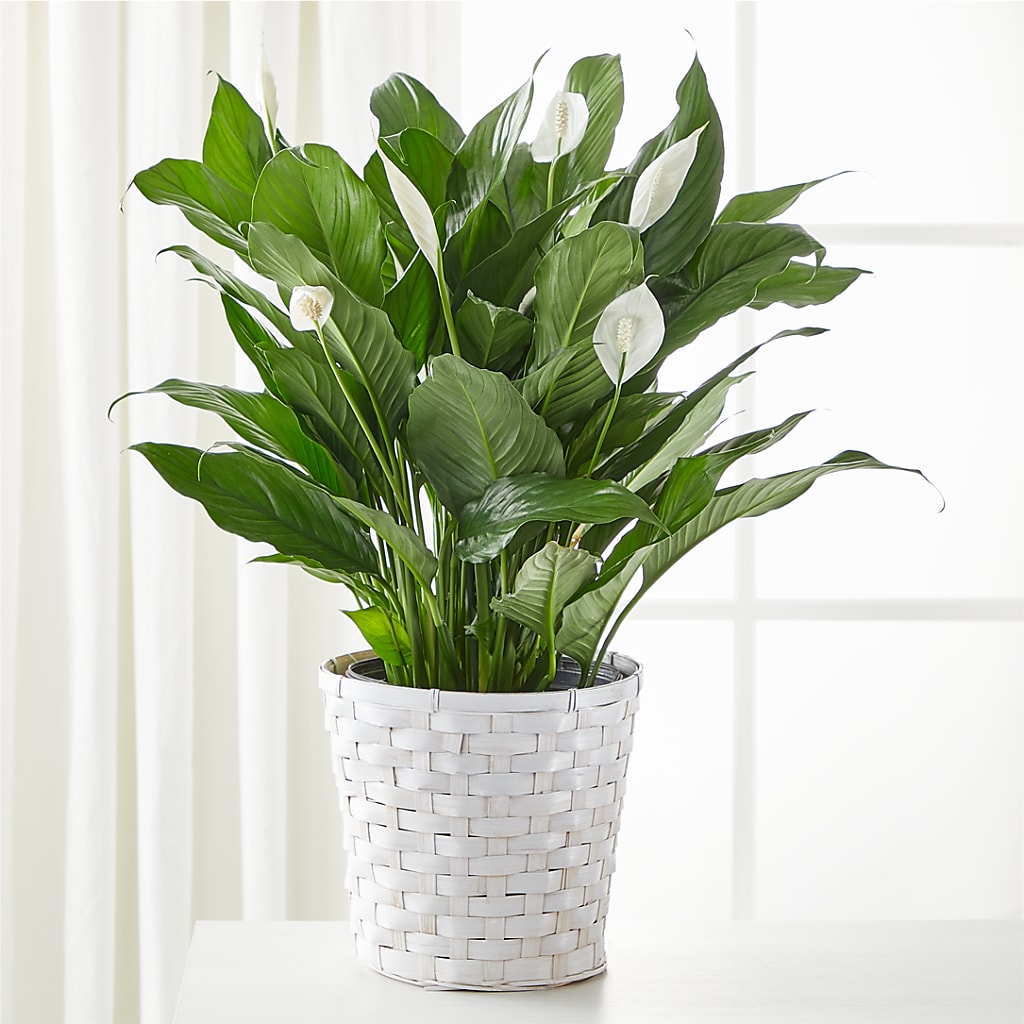 A New Leaf Peace Lily – Luxesse Roses, Herriman UT