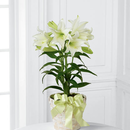 Easter Lily Plant –  Luxesse Roses, Herriman UT