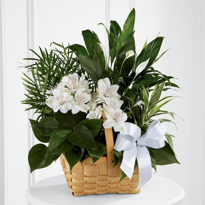 Peace & Serenity Dishgarden –  Luxesse Roses, Herriman UT
