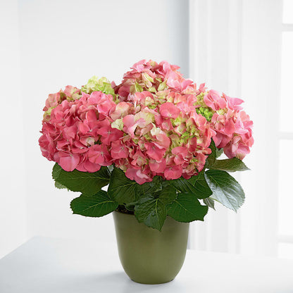 Pink Hydrangea Planter –  Luxesse Roses, Herriman UT