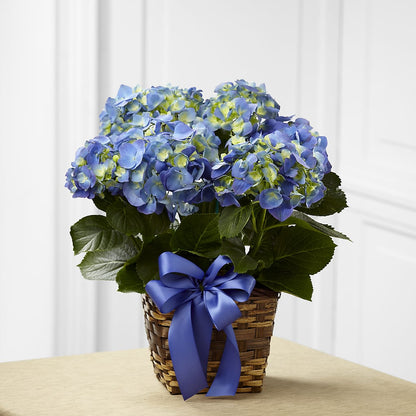 Blue Hydrangea Planter –  Luxesse Roses, Herriman UT