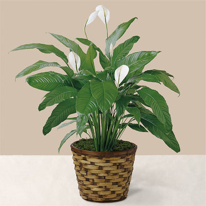Tranquil Moments Peace Lily Plant –  Luxesse Roses, Herriman UT