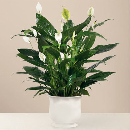 Comfort Planter –  Luxesse Roses, Herriman UT