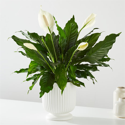 Comfort Planter –  Luxesse Roses, Herriman UT