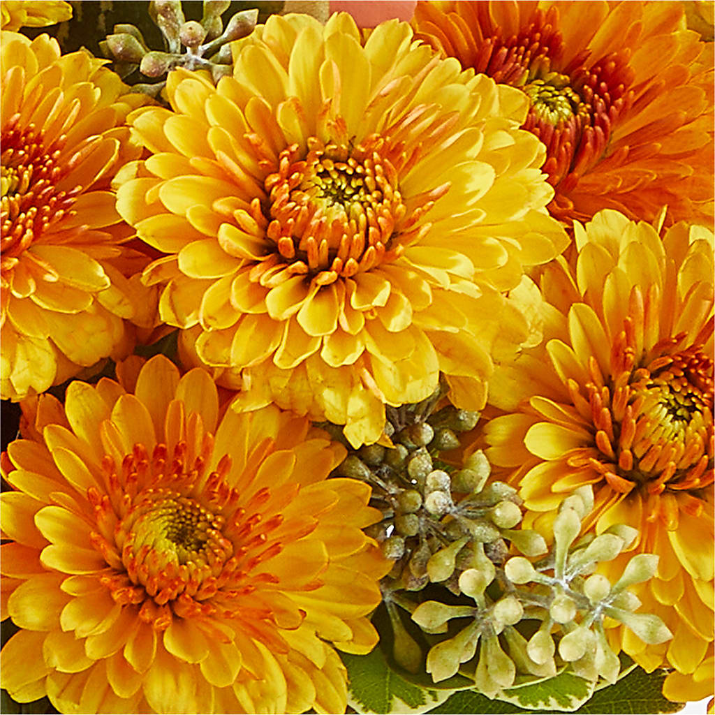 Peachy Pumpkin –  Luxesse Roses, Herriman UT