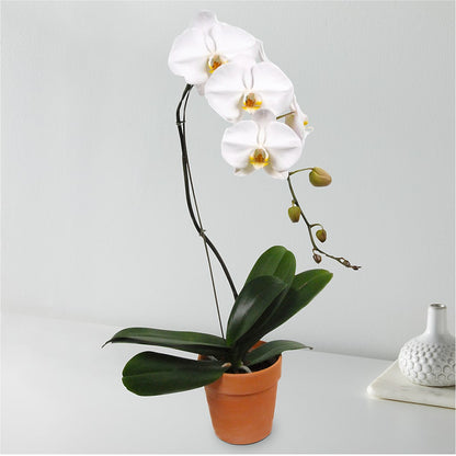 White Cascading Orchid –  Luxesse Roses, Herriman UT