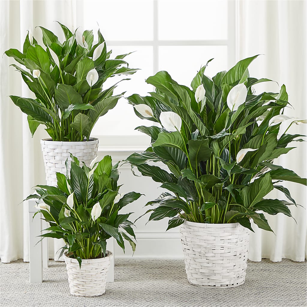 A New Leaf Peace Lily –  Luxesse Roses, Herriman UT